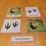 Lesní zvířata a jejich stopy - PDF