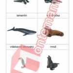 Ocean Collecta - PDF