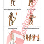 Evoluce člověka - PDF