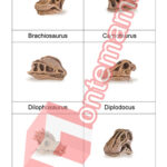 Lebky dinosaurů - PDF