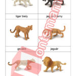 Felidae - PDF