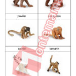 Opice a primáti - PDF