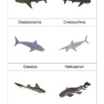 Prehistoričtí žraloci PDF