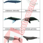 Velryby - PDF
