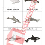 Velryby a delfíni - PDF